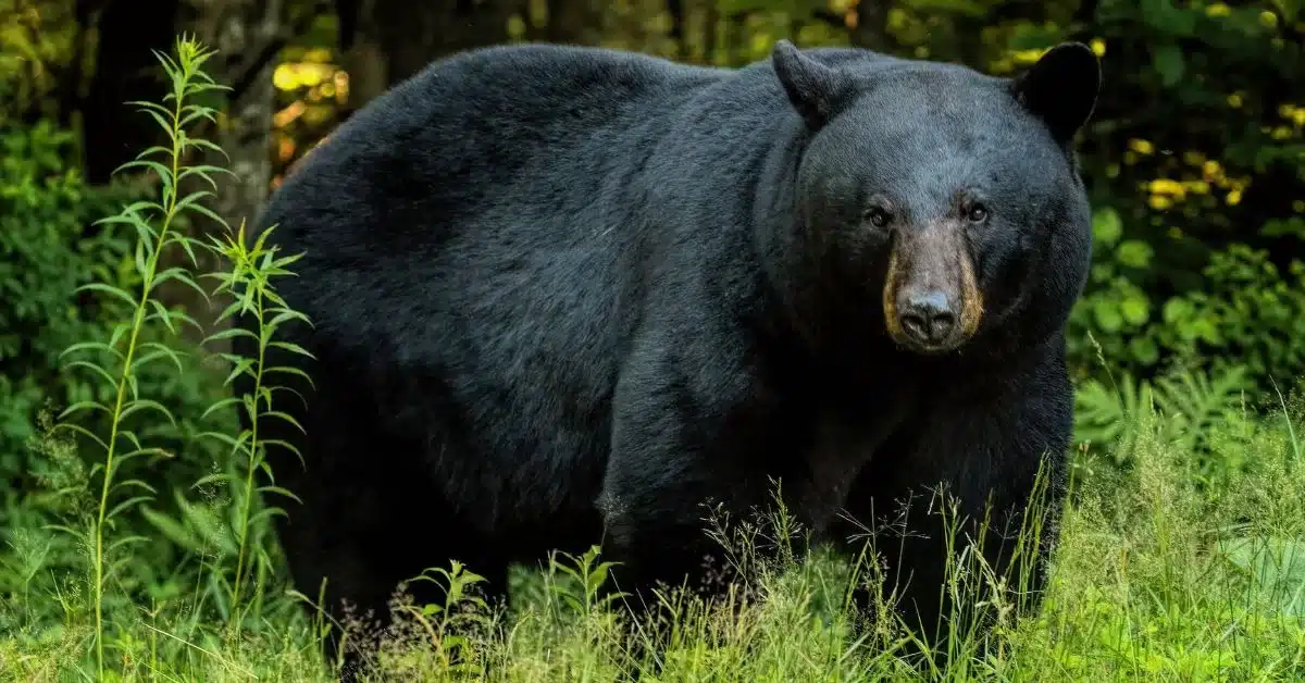 Michigan Black Bear Hunting