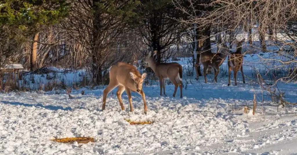 Deer eating corn piles in the snow