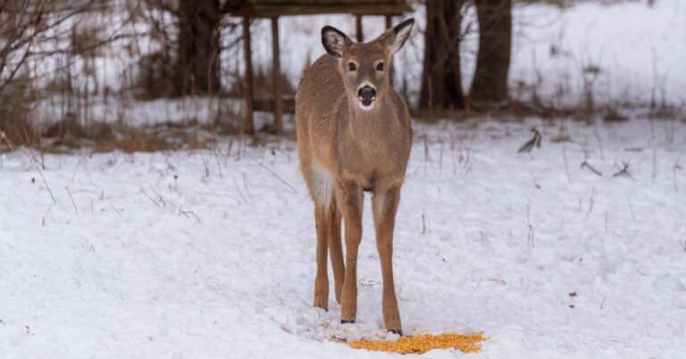 one deer eating small pile of corn in snow