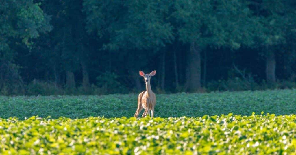 deer standing in soybean field