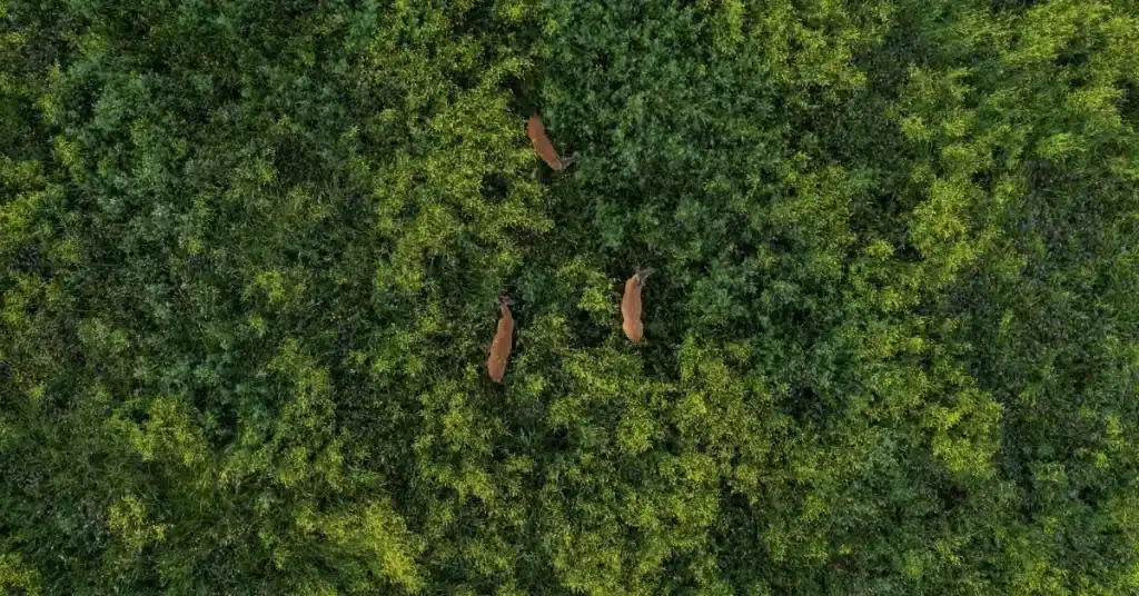 Three deer in thick woods. View from above. 