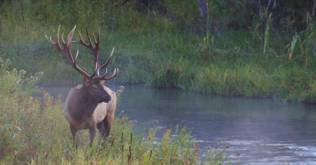 Elk in the wild by a river