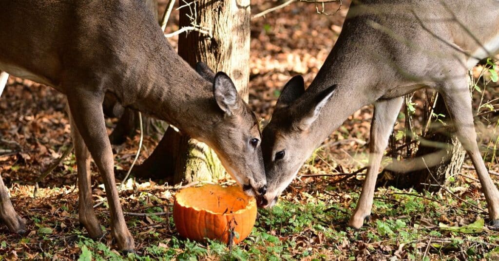 two deer munching on a broken pumpkin