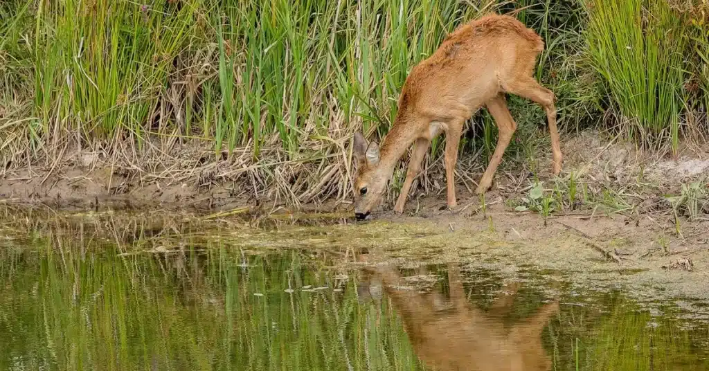 deer drinking water from pond