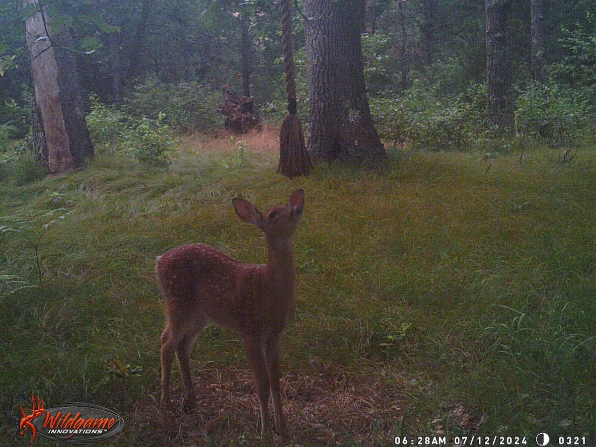 Fawn in woods standing near a rope hanging from a tree by a mock scrape