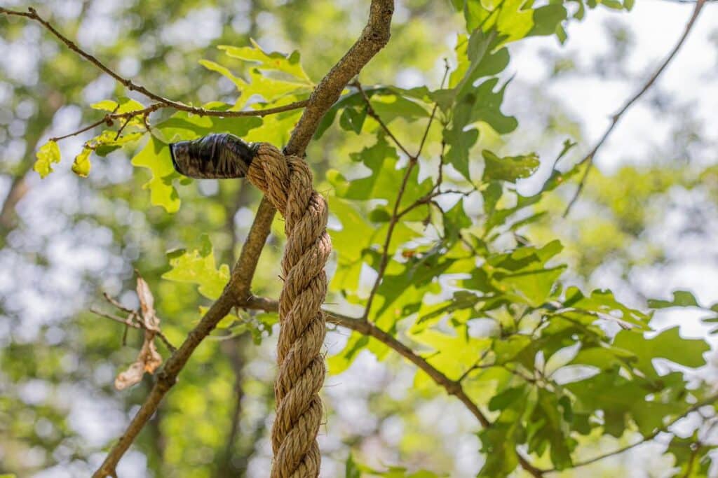 Manila rope attached to tree