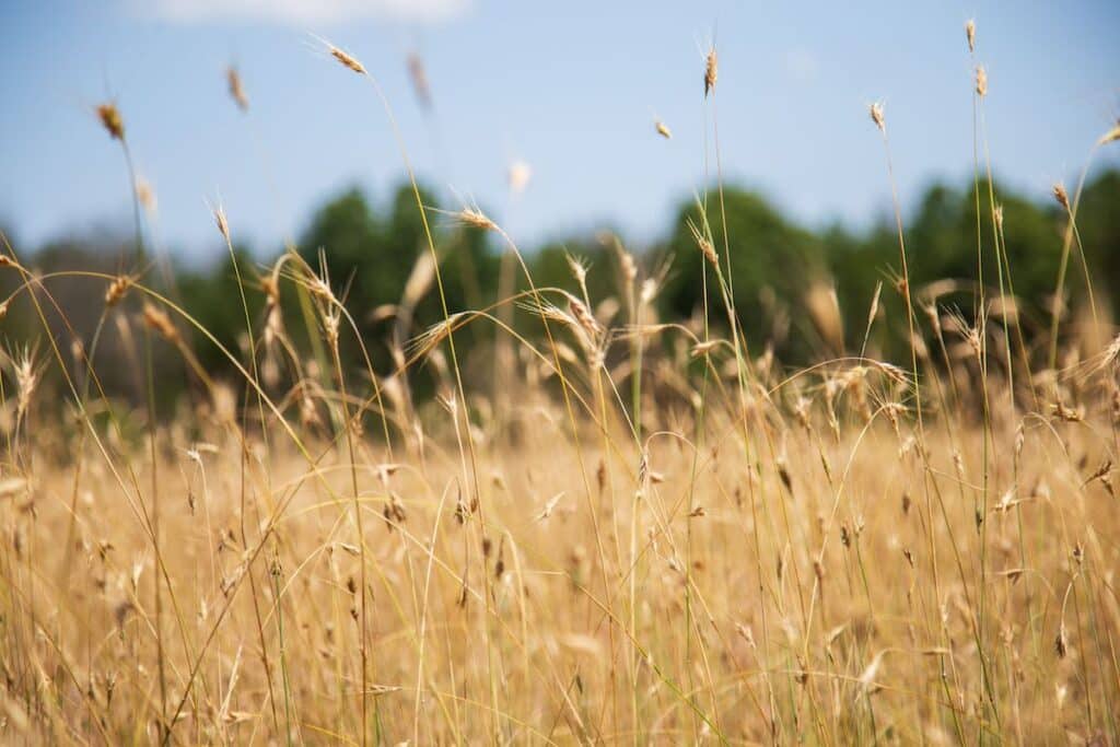 Rye Grass food plot attracts deer