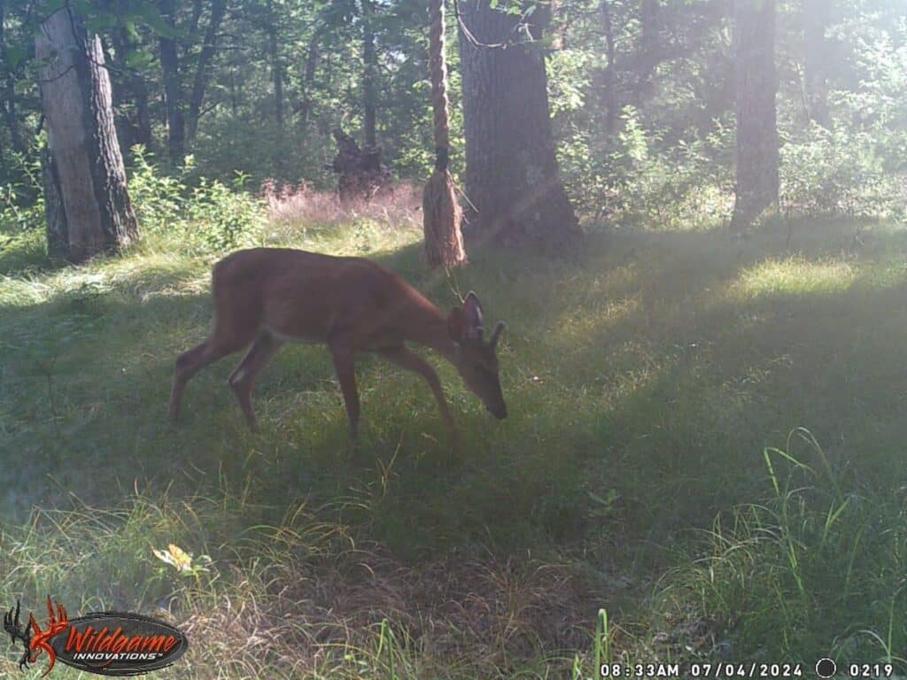 Deer in woods standing near a rope hanging from tree by a mock scrape