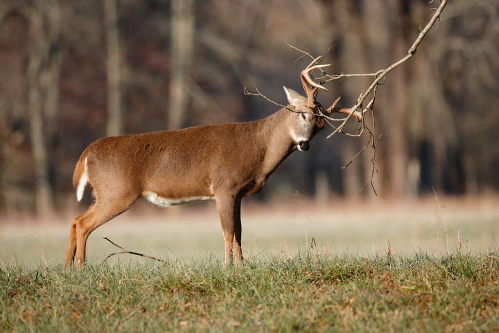 Whitetail buck rubbing a tree branch to mark its scent