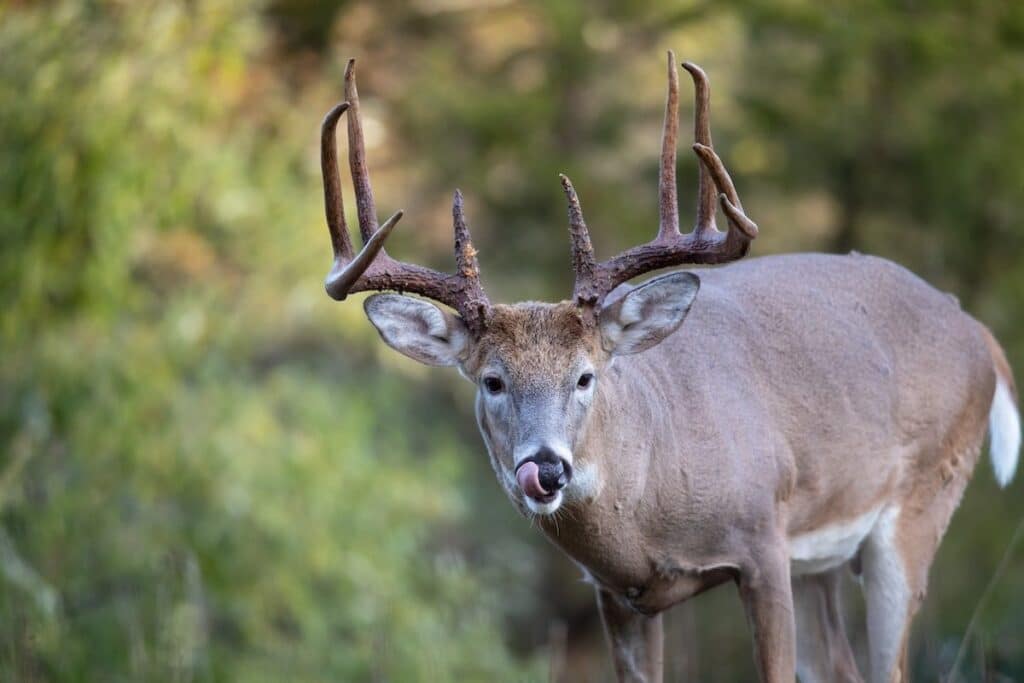 Whitetail buck licking it's nose while standing in the woods