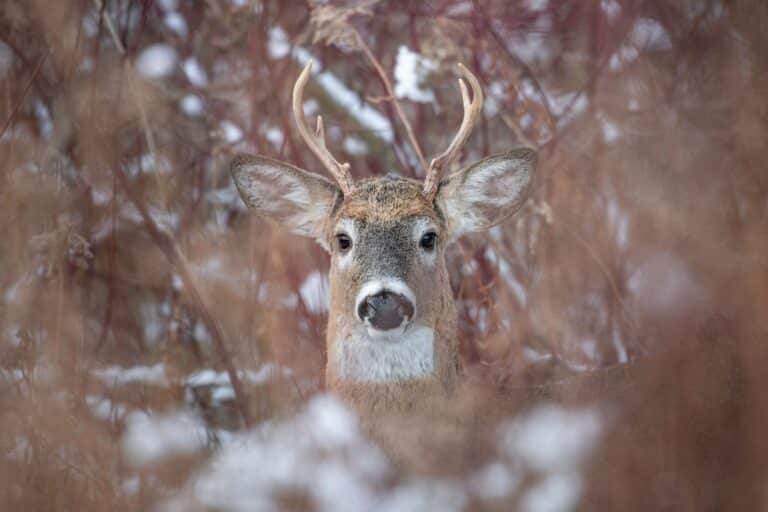 Closeup of whitetail deer standing in the woods who looking straight at the camera