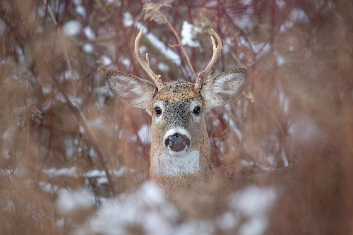 Closeup of whitetail deer standing in the woods who looking straight at the camera