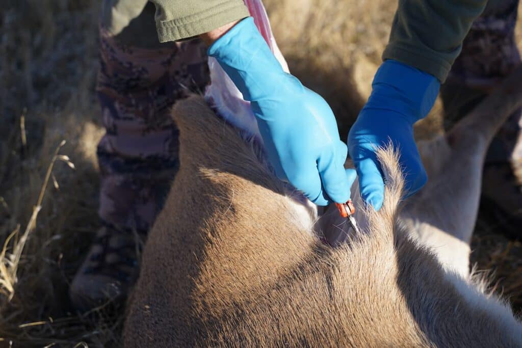 Hunter cutting a deer with knife when field dressing