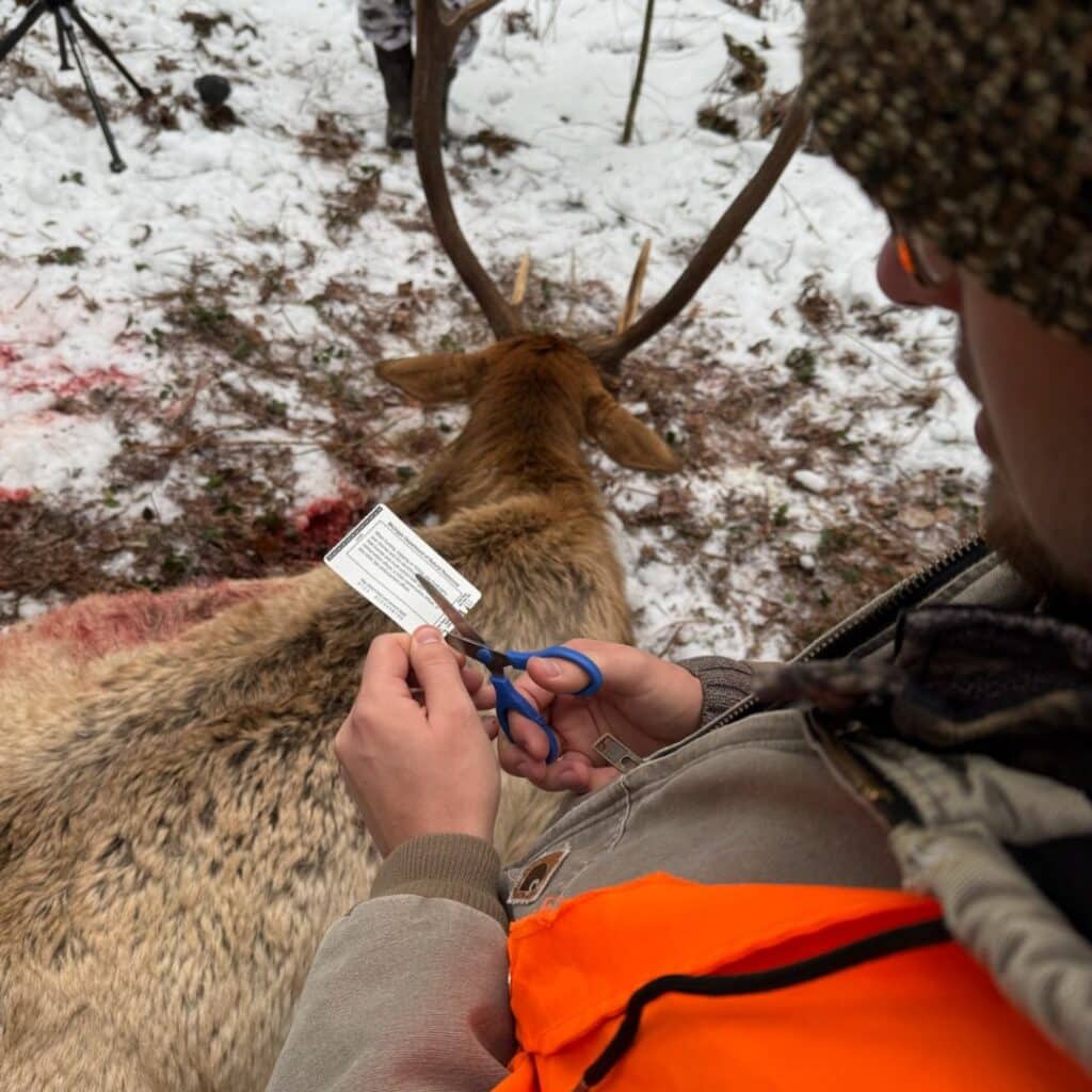 Elk hunter in Michigan cuts his tag