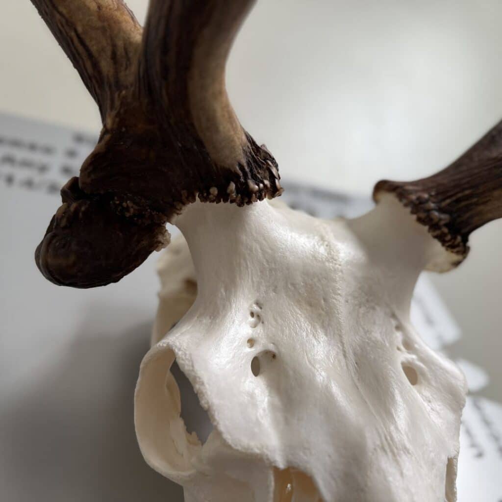 Michigan elk euro mount process from field harvest to finished display