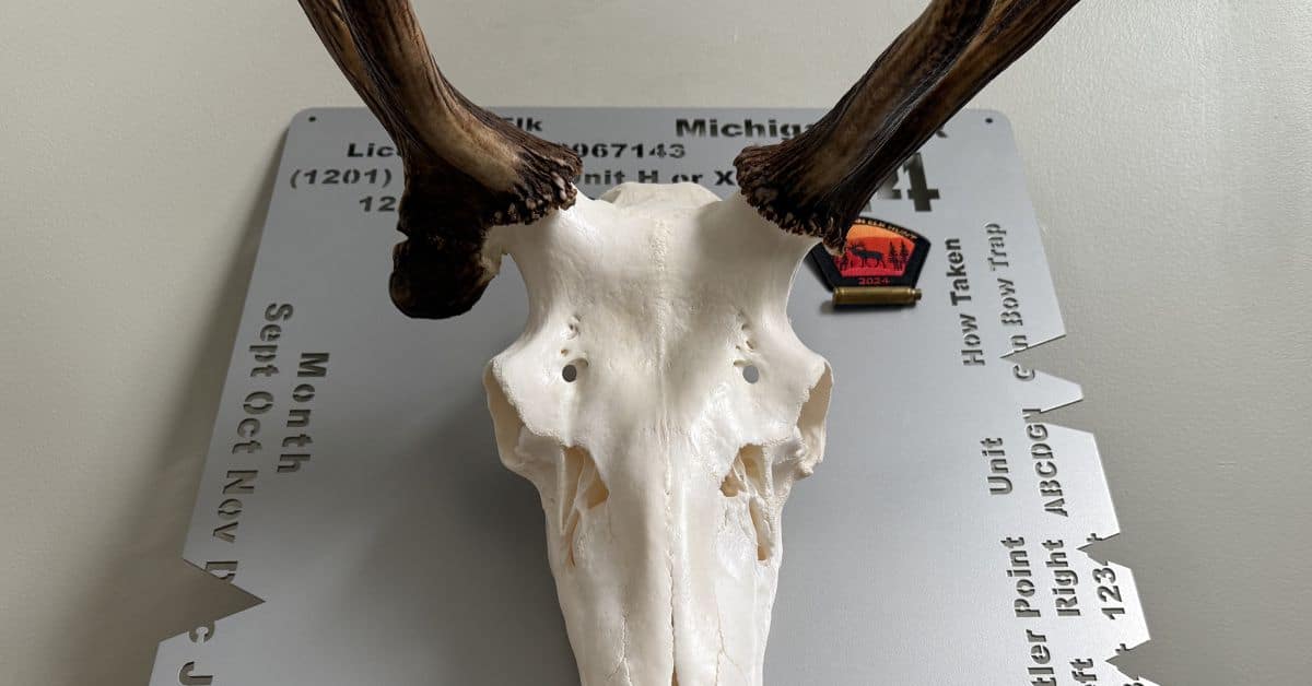 Euro mount elk skull with custom CNC metal backing plate showing Michigan hunting license details