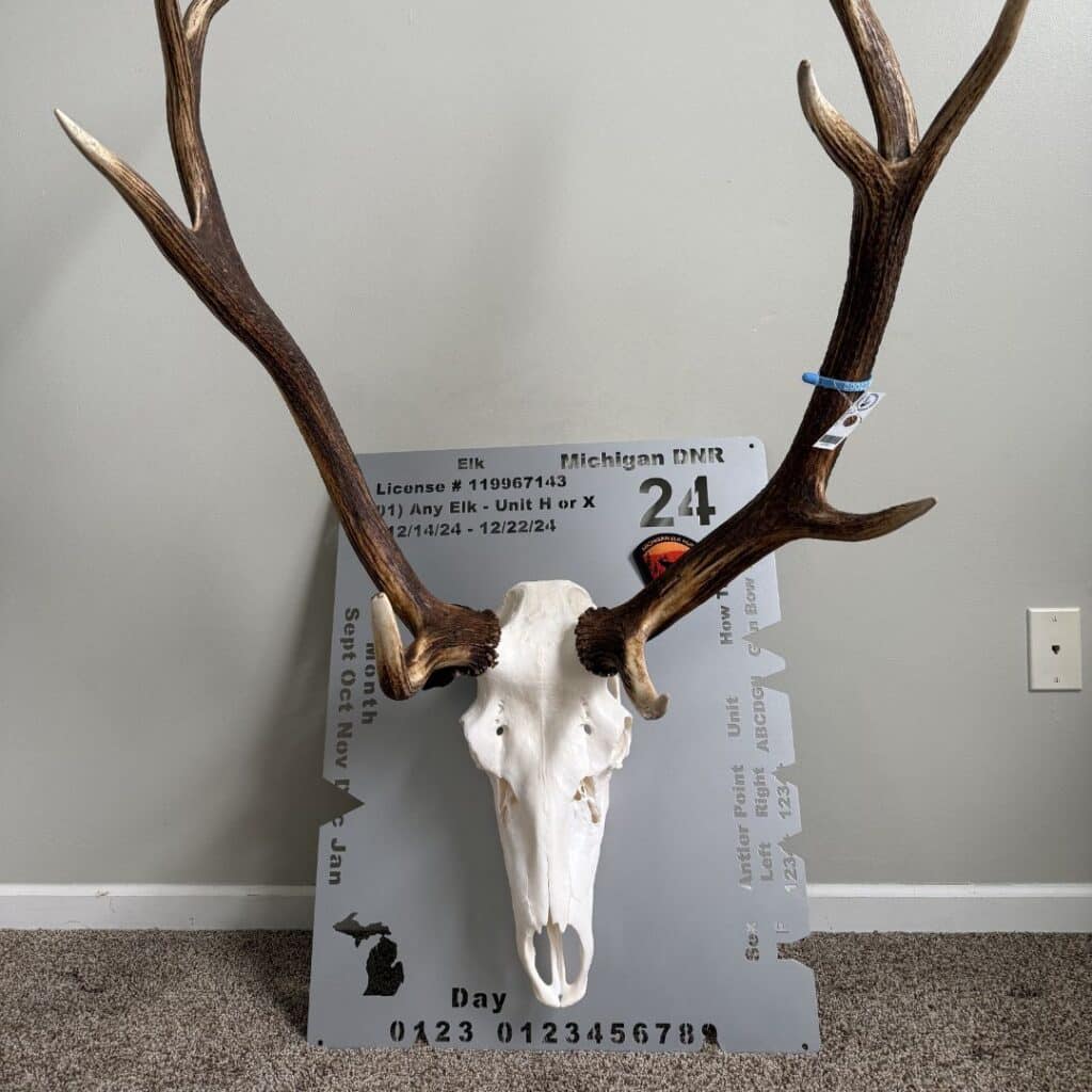 Completed euro mount elk display with 6x4 antler rack on steel backing