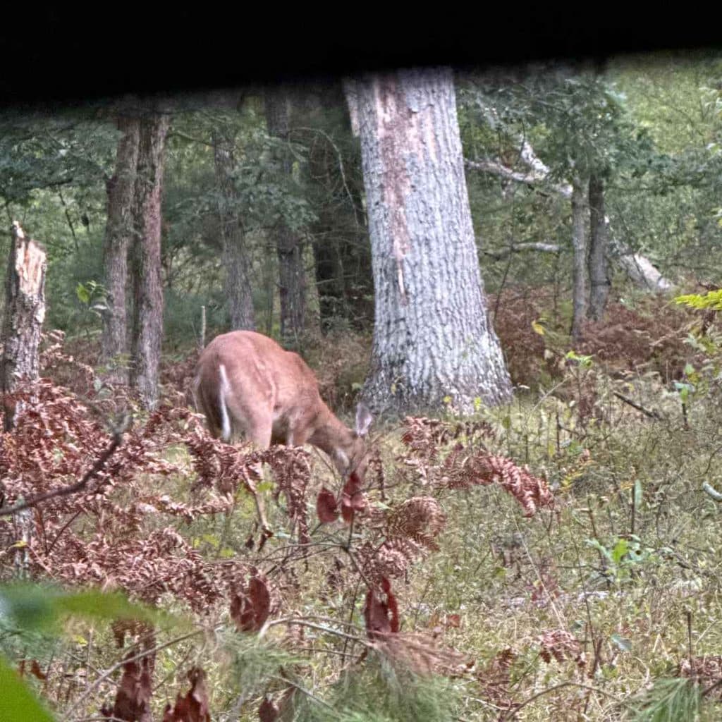 View from inside a ground blind looking out at a doe standing in the woods at the edge of a shooting lane.