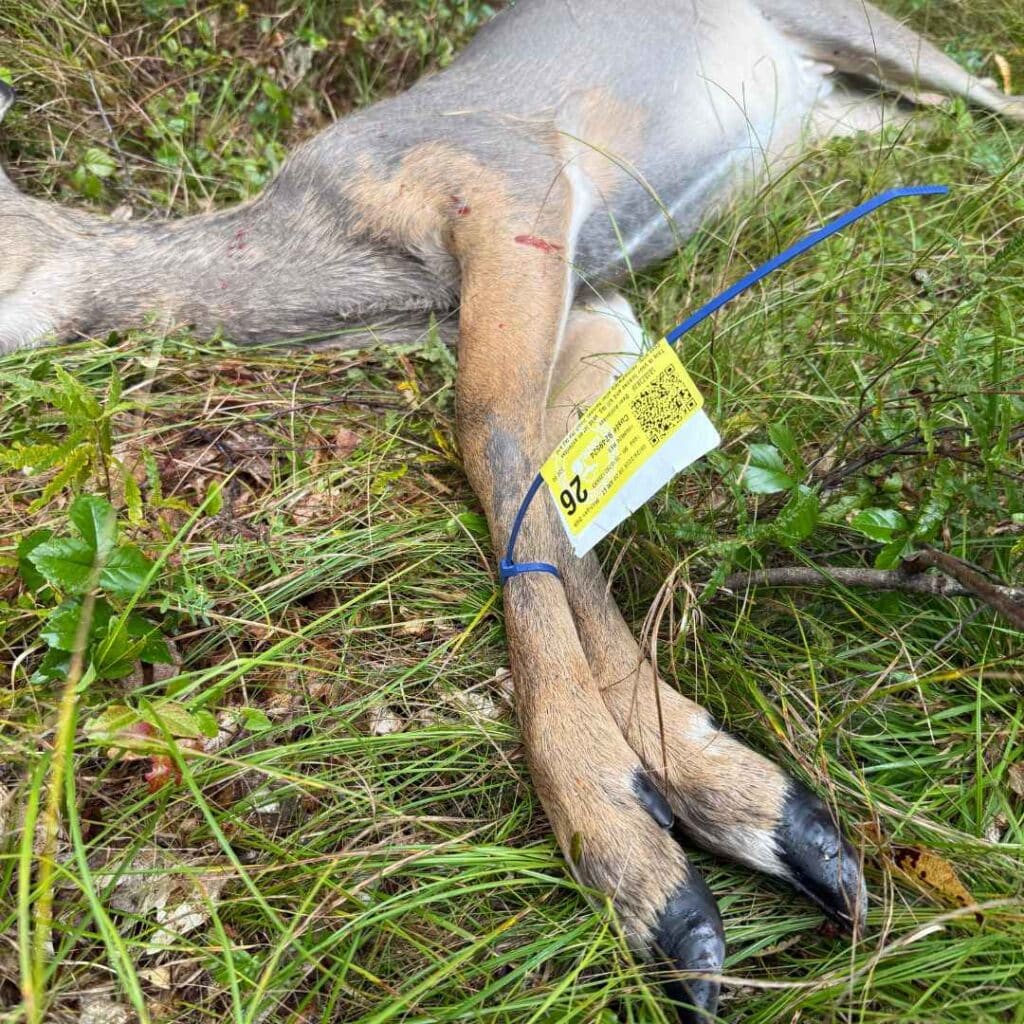 Close-up of a harvested doe’s hoof with a hunting tag attached around the toes.