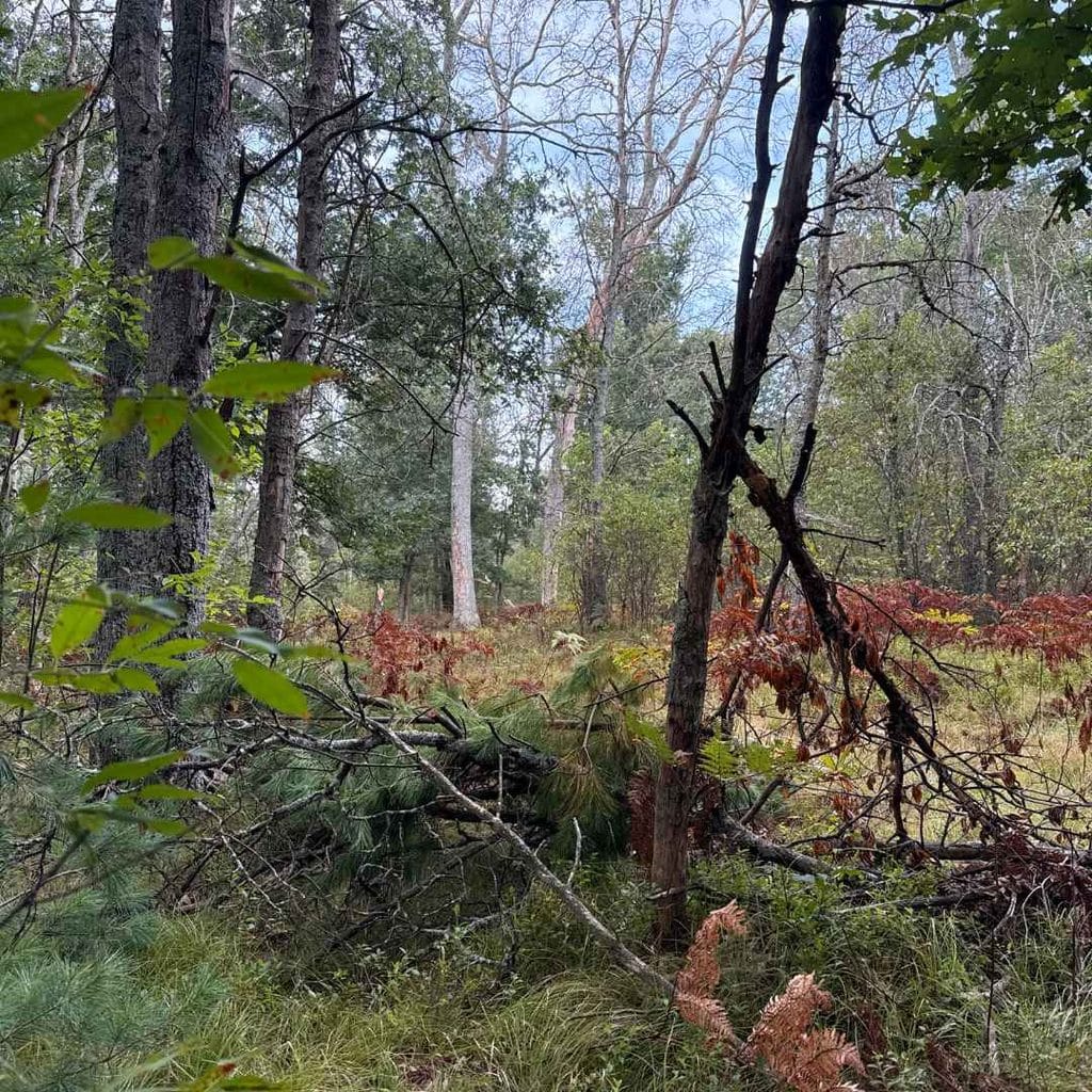 Quiet Michigan woods in early fall, with trees just starting to change color.